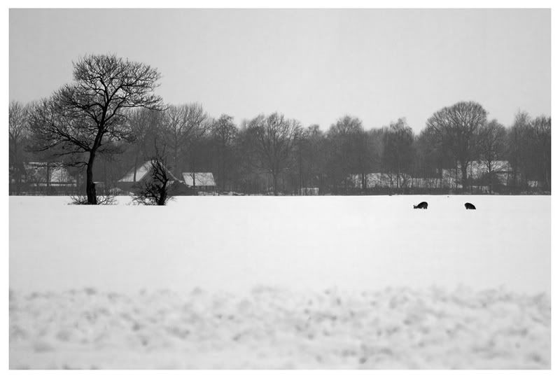 Fotografie