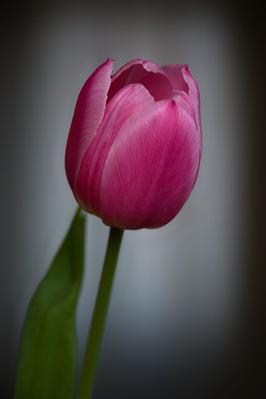 Fotografie