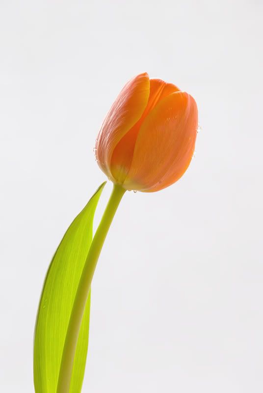 Fotografie