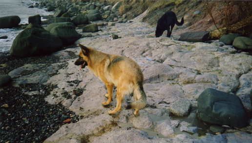 watchingforwaves.jpg picture by Atomicgsd