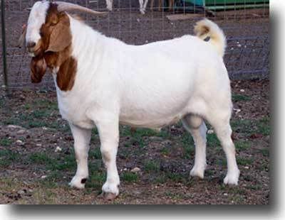 06-04-25-Boer-Goat-100_0589.jpg