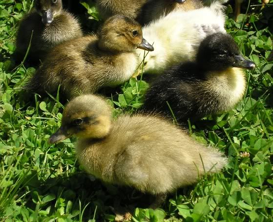 Ducks15-13-10.jpg