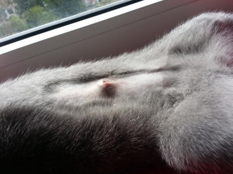 Knubbel am Bauch nach Kastration Katzen Forum