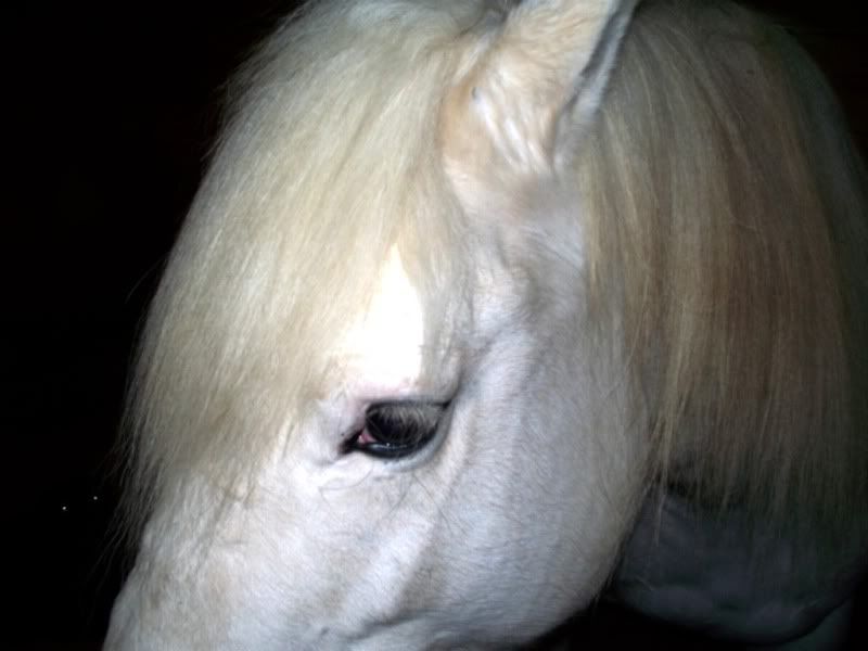 IMAGE(http://img.photobucket.com/albums/v398/Erinof1973/Horses/24March2009004-c.jpg)