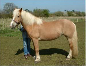 IMAGE(http://img.photobucket.com/albums/v398/Erinof1973/Horses/Laceysdam.jpg)