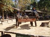 The start of the elephant show at the elephant camp