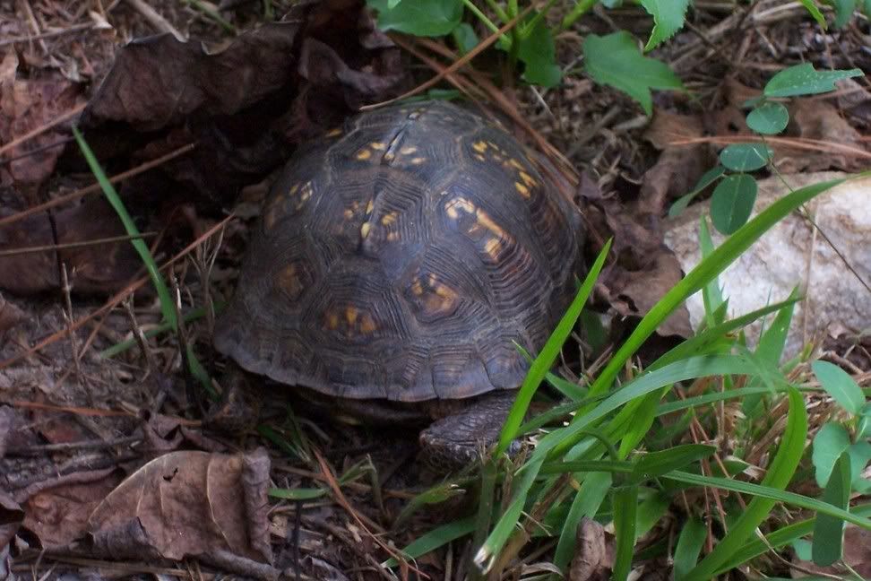 turtle1.jpg