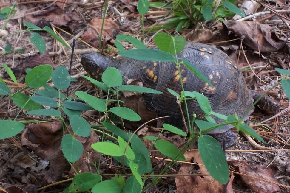 turtle2.jpg