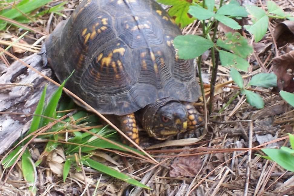 turtle3.jpg
