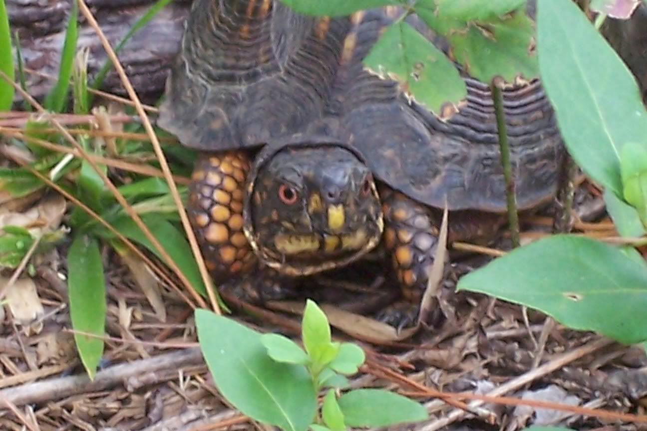 turtle4.jpg