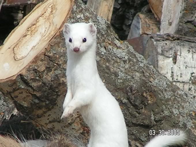 How thorough are weasels? Alberta Outdoorsmen Forum