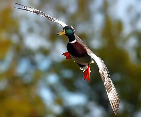 IMAGE: http://img.photobucket.com/albums/v40/Crashoran/bird.jpg