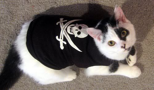 Pirate Kitty