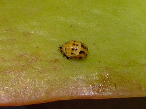 Ladybird chrysalis. It has shrunk considerably from the larval stage ...