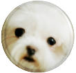 Cute Buttons Cute Buttons