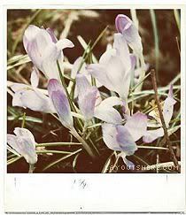 Polaroid Graphics