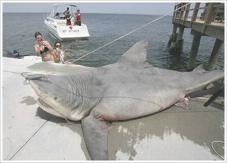 bull shark. ull shark pictures. ull