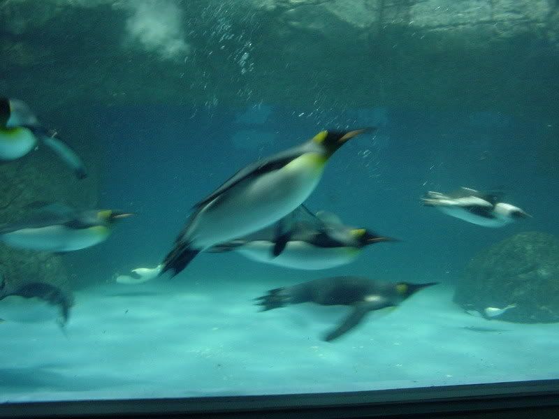 Penguins are resourceful birds.  These creatures have acclimated to the most freezing lands on Spaceship Earth.  Warming temperatures seems to threaten the well-being of penguins.