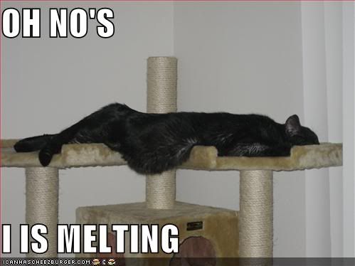 funny-pictures-melting-black-cat-on.jpg