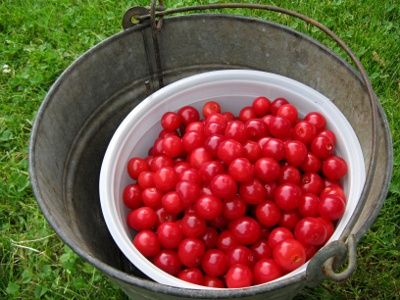 A metal bucket with a smaller plastic bucket insert, filled with cherries.