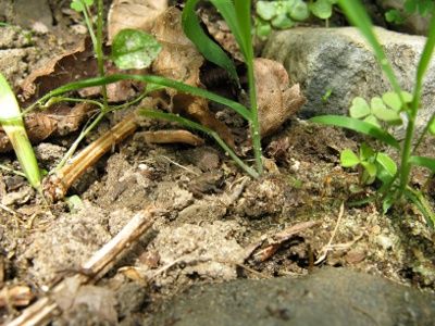 A 'wide' shot of some dirt, rocks, a bit of grass and some weeds and dead leaves.