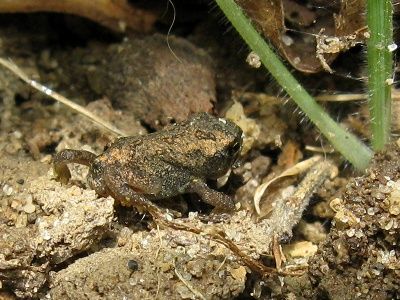 An extreme close up of a toadlet.