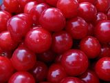 A close up of freshly picked Montmorency cherries, without stems.