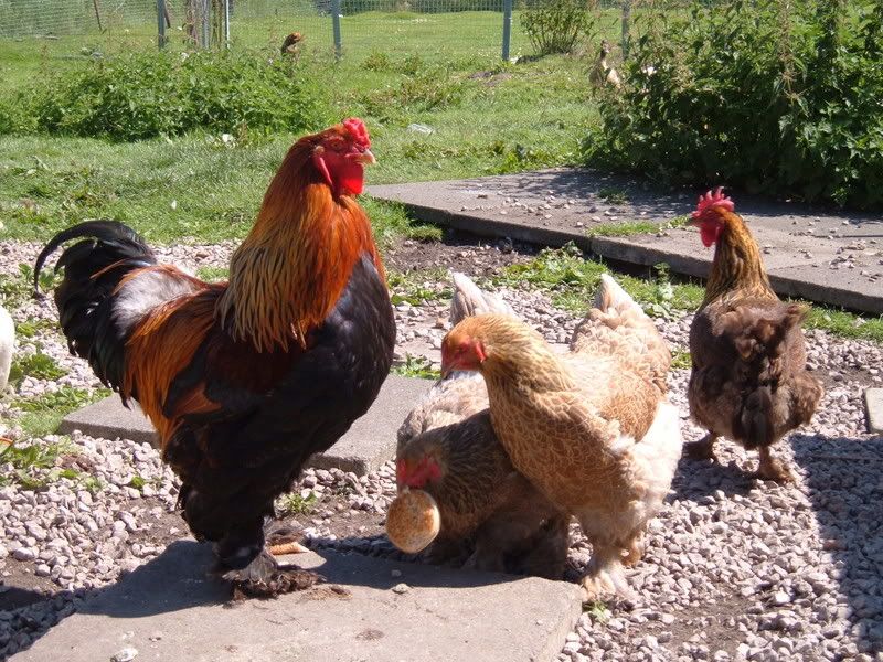 Cockeralhens.jpg