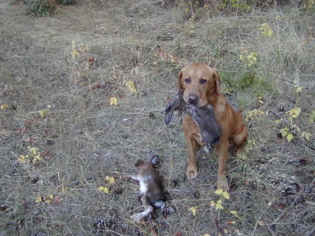 poudre river gun dogs