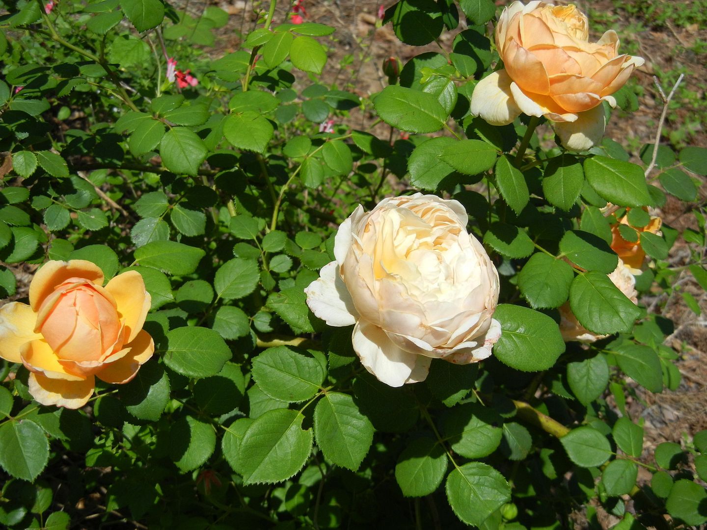 Unknown Austin - anybody recognize?