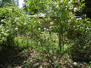 Second Street Tea (does anyone know if this looks like 2nd street tea? I lost the tag)