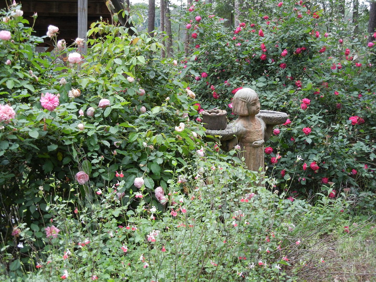 Duchesse de Brabant, Cramoisi Superior right