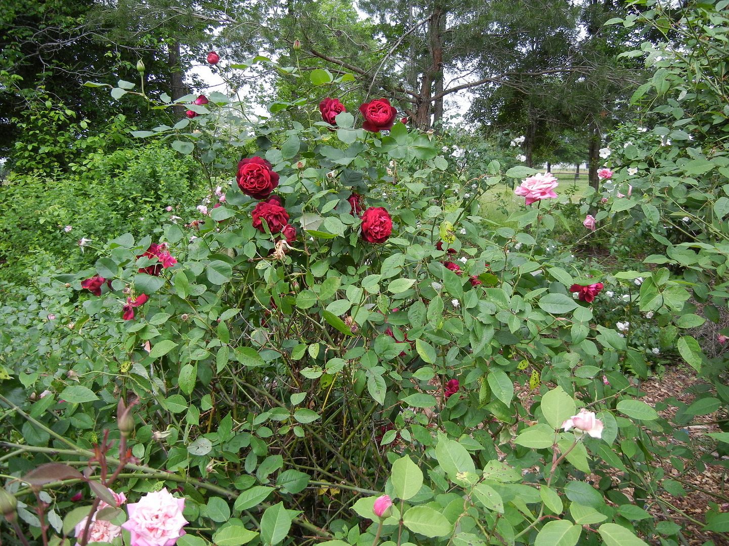 Francois Dubruil, Mme Lombard