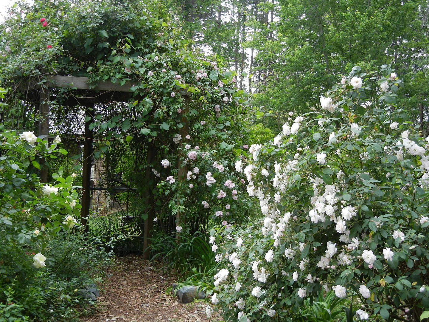 Mary Washington, Renae climbing