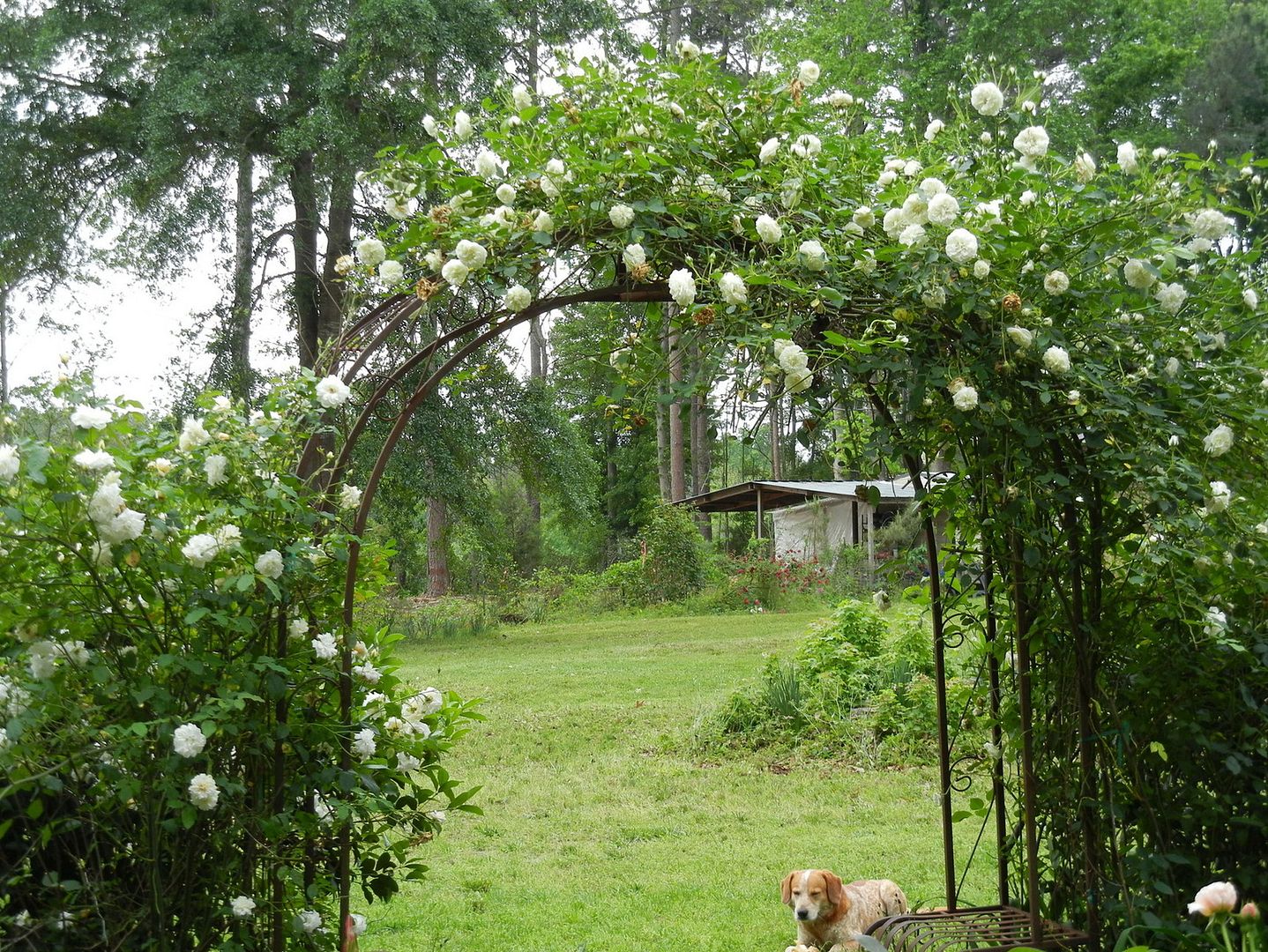 Lamarque right, Allister Stella Gray left