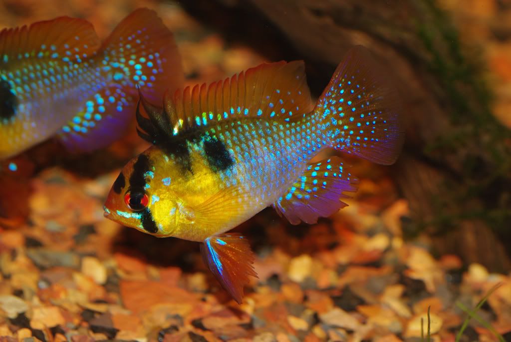 german ram