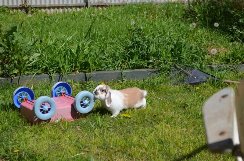  photo peppermint.jpg