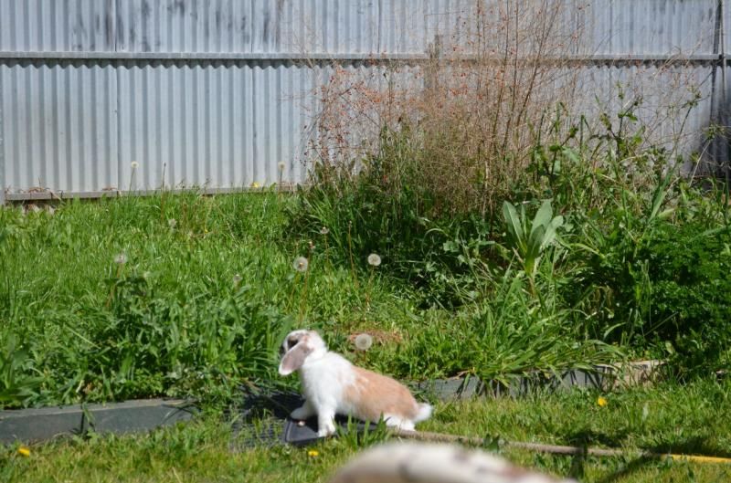  photo peppermint02.jpg