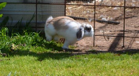  photo peppermint03.jpg