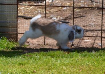  photo peppermint04.jpg