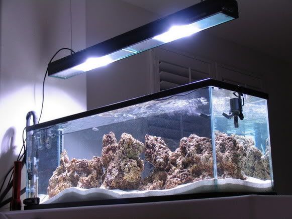 IMG 0319 - 60 Gallon Fish Tank COMPLETE TANK w METAL HALIDES in So Cal.