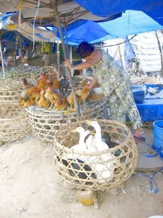 Phu Quoc Travel Picture