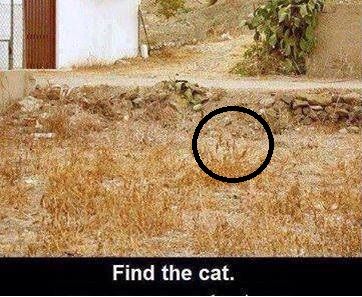 findthecat - ..Find the cat..