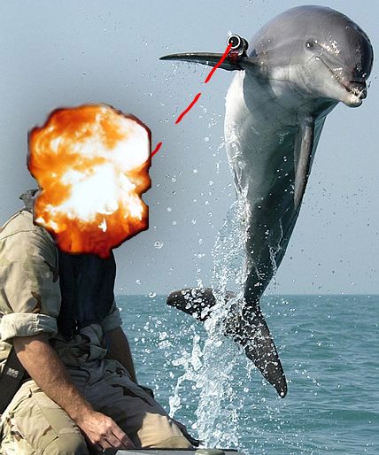 Anti Dolphin