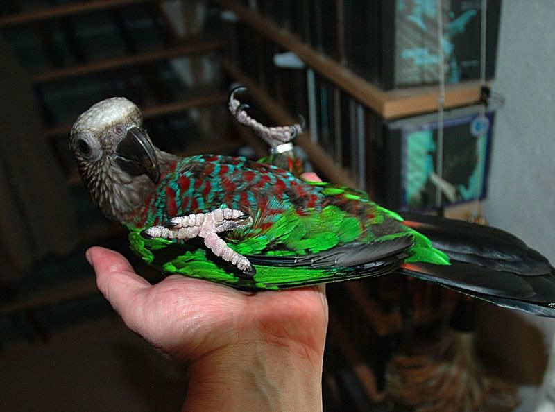 IMAGE: http://img.photobucket.com/albums/v405/aves_aves/rocky/Agi%20is%20a%20Hawkhead/againhand-1.jpg