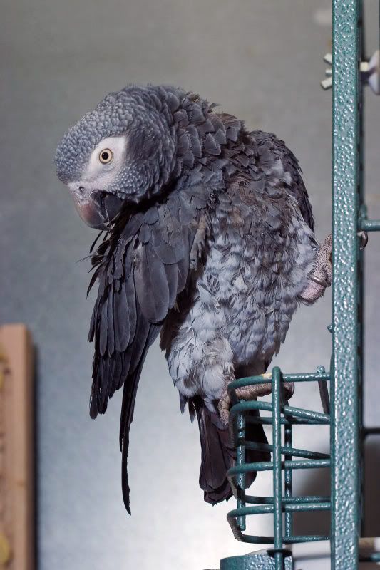 IMAGE: http://img.photobucket.com/albums/v405/aves_aves/rocky/Morgan%20is%20a%20Timneh%20African%20Gray/morgan.jpg