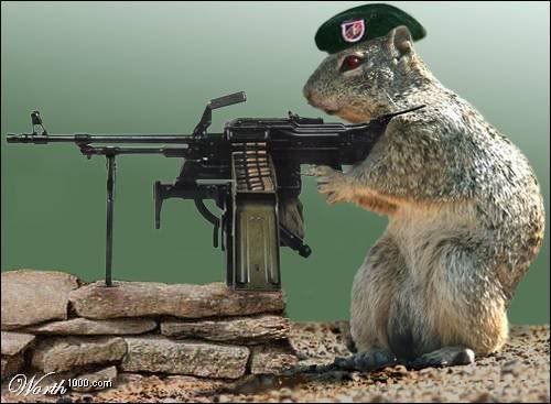 squirrelwithmachinegun.jpg