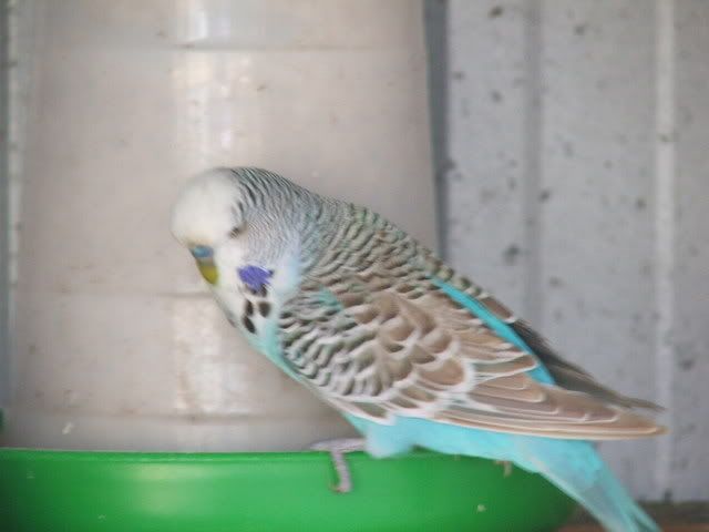 21sept08036.jpg