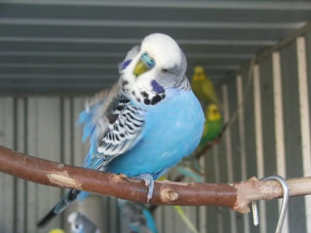 21sept08040.jpg