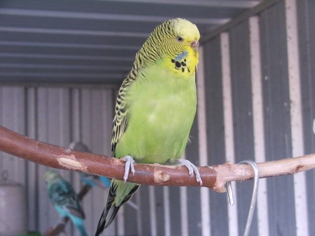 21sept08046.jpg